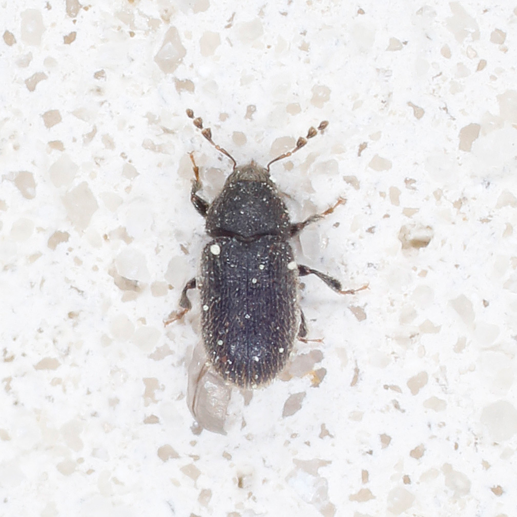 Curculionidae Scolytinae da identificare